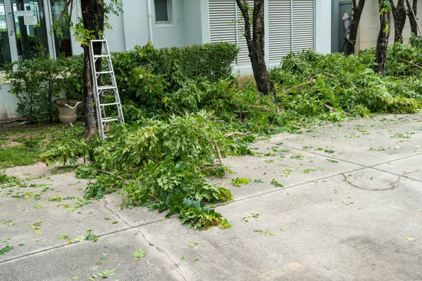 Best Fruit Tree Pruning  in Hannibal, MO