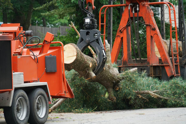 Best Commercial Tree Services  in Hannibal, MO