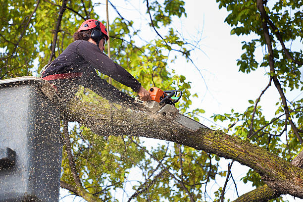 How Our Tree Care Process Works  in  Hannibal, MO